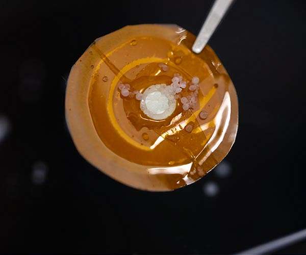 Waste water to clean energy: Japanese engineers harness the power of osmosis