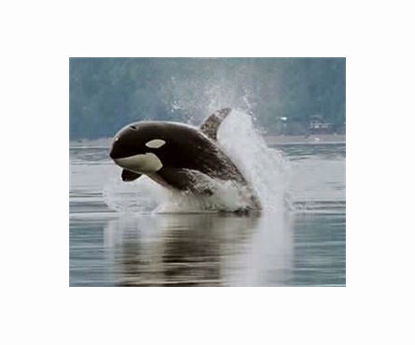 'Surgical' shark-killing orcas fascinate off South Africa