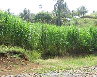 First Giant King Grass Harvest
