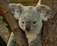 Drones help scientists count koalas in Australia