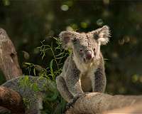 Australia's 'insurance' koala population halved by bushfires