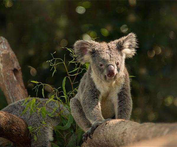 Australia warns koalas 'endangered' as numbers plunge
