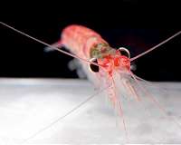 Krill could prove secret weapon in ocean plastics battle