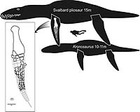 International Team Announces Discovery Of Massive Jurassic Marine Reptile