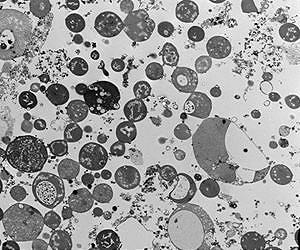 How did early primordial cells evolve