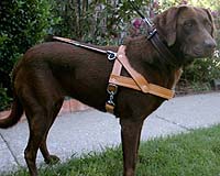 Wireless World: Tracking Pets With RFIDs