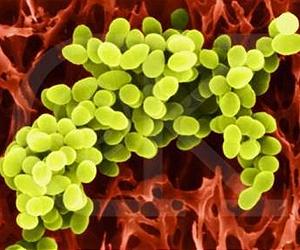Can Engineered Bugs Help Generate Biofuels