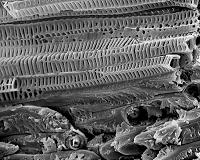 Coconuts could inspire new designs for earth-quake proof buildings