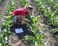 Corn yield modeling towards sustainable agriculture