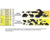 Giant animals lived in Amazonian mega-wetland
