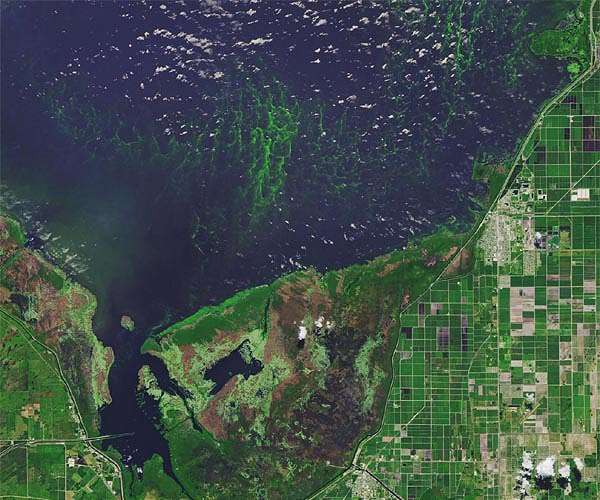 Climate change sparks escalating risk of toxic algae blooms in northern lakes