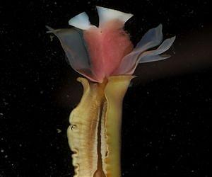 Hot Meets Cold at New Deep-Sea Ecosystem: Hydrothermal Seep