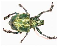 The Photonic Beetle