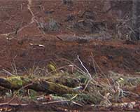 45 killed in north India landslide: local official