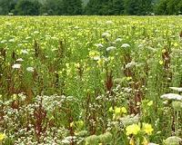 A novel battleground for plant-pathogen interactions