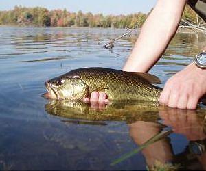 How methane becomes fish food