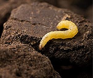 Predatory Bugs Can Save Cornfields