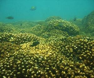 World's Reef Fishes Tussling With Human Overpopulation