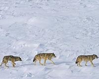 Norway slashes hunting quota for wolves