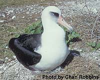Albatross Study Shows Regional Differences In Ocean Contamination