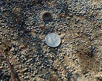 Lead Shot And Sinkers: Weighty Implications For Fish And Wildlife Health