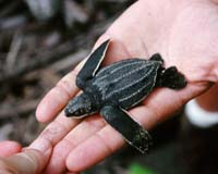 Australia lists world's largest sea turtle as endangered