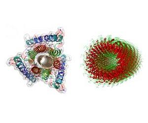 Major breakthrough on how viruses infect plants