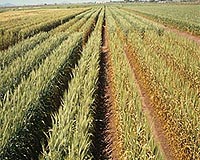 Saving Wheat Crops Worldwide