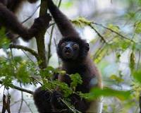 Lemur losses could threaten Madagascar's largest tree species