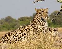 Key leopard population 'crashing', study warns