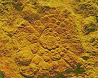 Researchers Discover Half-Billion Year-Old Fossils