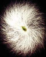 Moss In Space Project Shows How Some Plants Grow Without Gravity