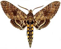 New Study In Moths Shows Insects Not Entirely Ruled By Instinct