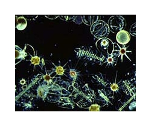 Nano form of titanium dioxide can be toxic to marine organisms