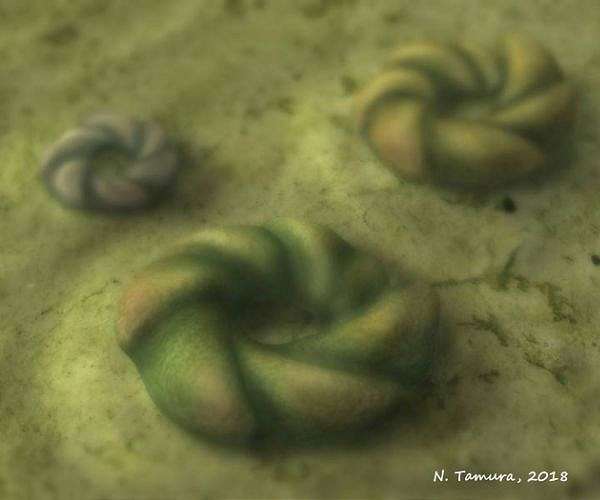Earth's first animals had particular taste in real estate