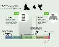 Dino-killing asteroid's impact on bird evolution
