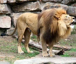 Lions on the loose in Kenyan capital's urban jungle