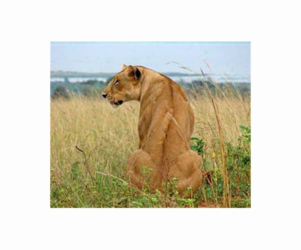 Male lion coalitions help protect territory, increase mating opportunities