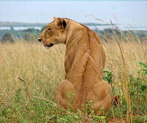 Paper predicts a future without carnivores would be truly scary