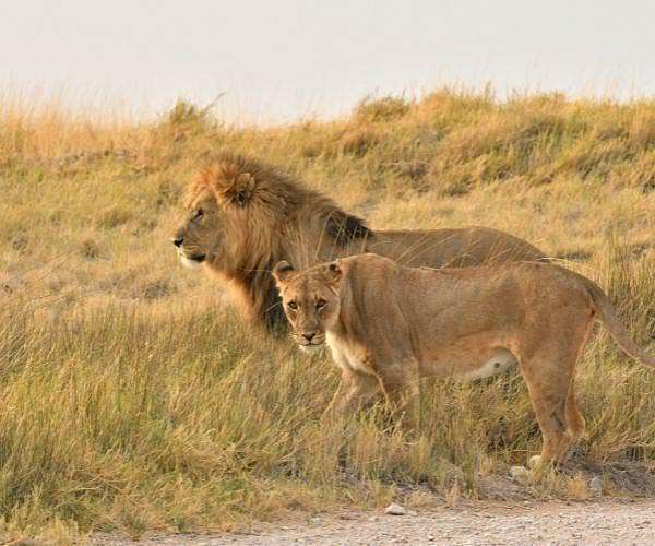 Lions killed after escape bid from Sudan paramilitaries