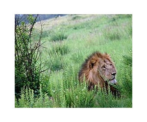 Uganda wildlife soared over past decade: authority