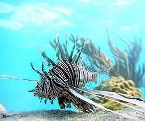 Lionfish expedition: down deep is where the big, scary ones live