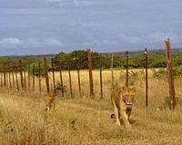 Maasai kill six lions after livestock attack