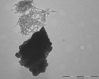 Better batteries inspired by lowly snail shells