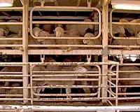 Drought drives Australia's sheep flock to record low