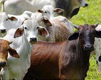 Greenhouse gas mitigation potential from livestock sector revealed