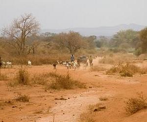New study shows millions risk losing lands in Africa