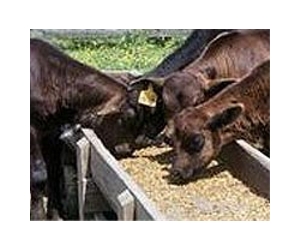 China's hunger for soya more animal than vegetable