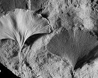 Future CO2 and climate warming potentially unprecedented in 420 million years