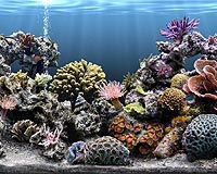 Living reef aquariums endangering reefs